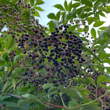 Load image into Gallery viewer, Elderberry Glycerite -alcohol free herbal extract