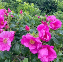 Load image into Gallery viewer, Rose Glycerite