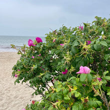 Load image into Gallery viewer, Rose Glycerite