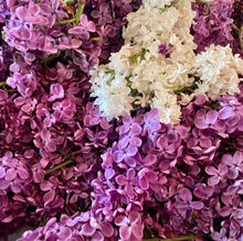 Load image into Gallery viewer, Lilac Glycerite -alcohol free herbal extract