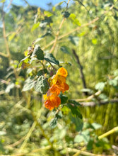 Load image into Gallery viewer, Jewelweed Topical Spray (poison ivy relief)
