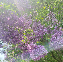 Load image into Gallery viewer, Lilac Glycerite -alcohol free herbal extract