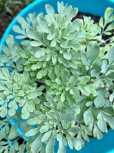 Load image into Gallery viewer, Rue Spray