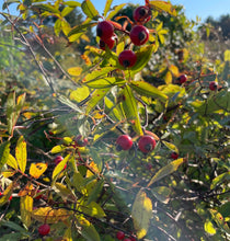 Load image into Gallery viewer, Queen of Hearts Elixir
