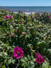 Load image into Gallery viewer, Beach Rose Sugar Scrub

