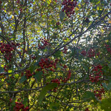 Load image into Gallery viewer, Queen of Hearts Elixir
