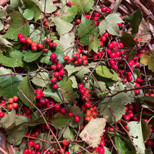 Load image into Gallery viewer, Queen of Hearts Elixir
